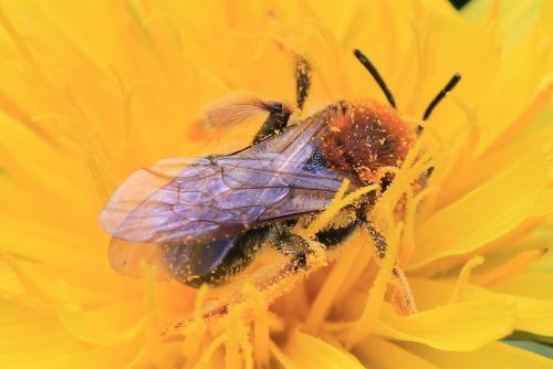 Andrena haemorrhoa